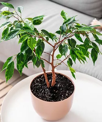 Фикус Бенджамина Фикус бенджамина48