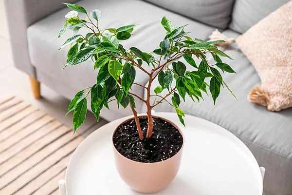 Фикус Бенджамина Фикус бенджамина48