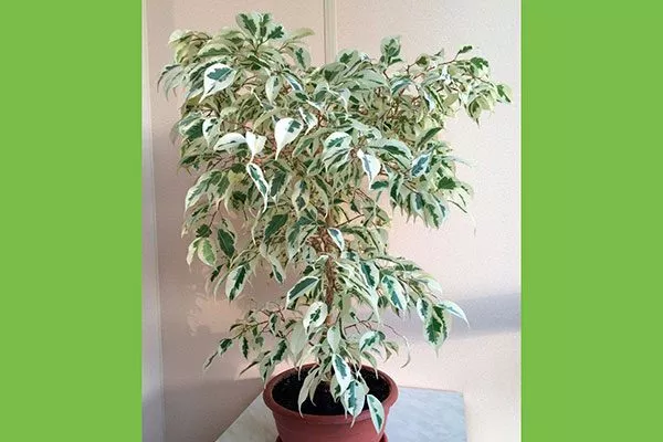Фикус Бенджамина Твилайт Самые необычные21