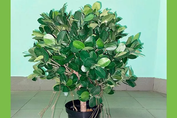 Фикус притуплённый Панда фикус ретуза20