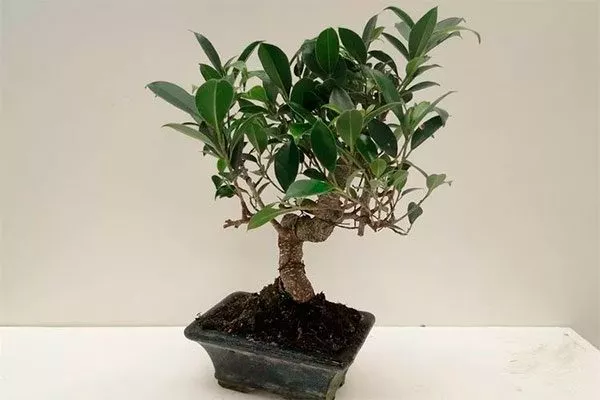 Фикус ретуза (Ficus retusa)1 фикус ретуза21