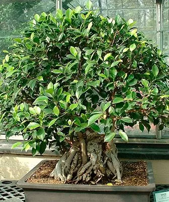 Фикус ретуза (Ficus retusa)2 фикус ретуза22