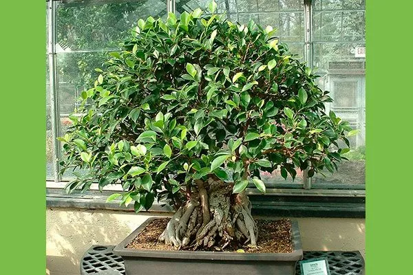 Фикус ретуза (Ficus retusa)2 фикус ретуза22