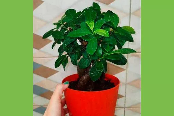 Фикус ретуза компакта фикус ретуза23