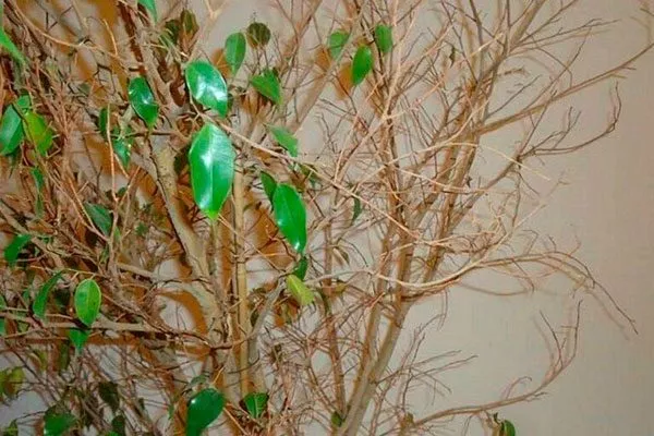 фикус сбрасывает листья осыпаются листья7