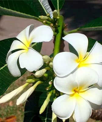 фикус цветет стимулировать цветение12