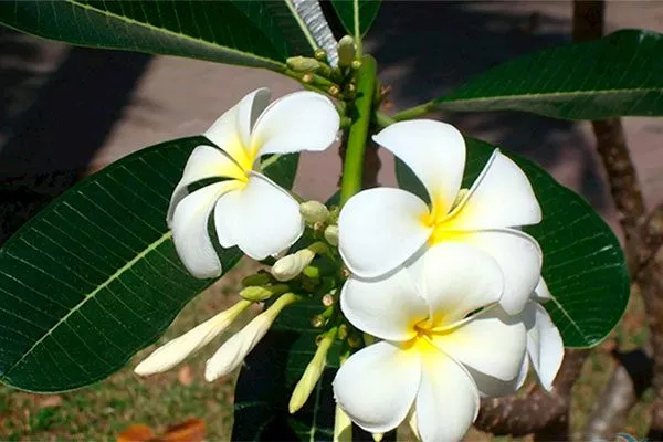 фикус цветет стимулировать цветение12