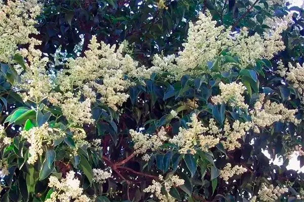 фикус цветы стимулировать цветение13