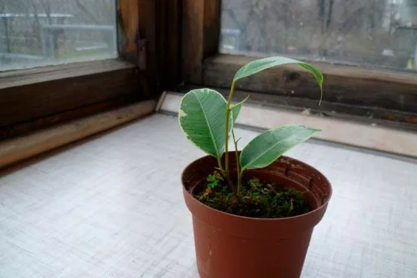 фикус зимой Зимовка фикуса8