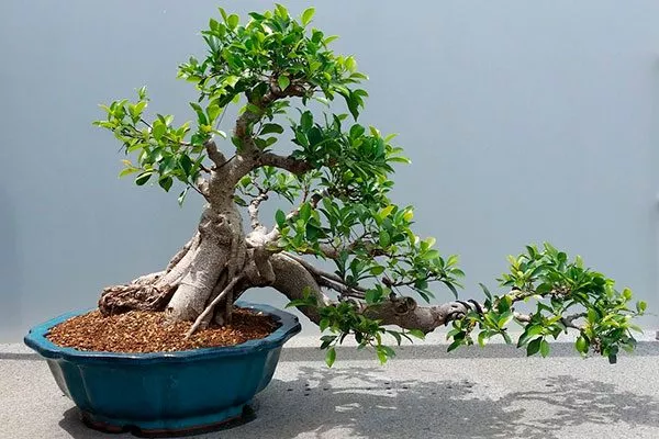 фикусы ретуза для создания оригинальных бонсай фикус ретуза24