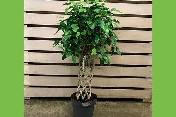 фикусы, высаженные в один горшок, и переплетённые друг с другом своими стволами фикус ретуза25