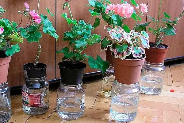 Фитильный способы полива герани26