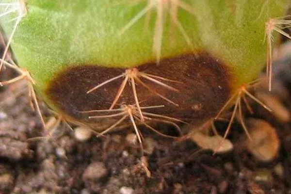 Фитиум и кактусовая фитофтора Заболевания кактусов24