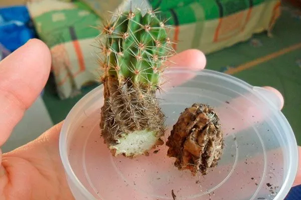 Фитофтороз корни кактуса13