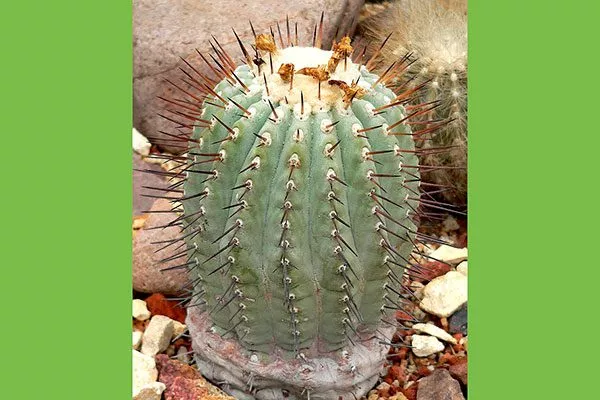 Форма Копьяпоа26