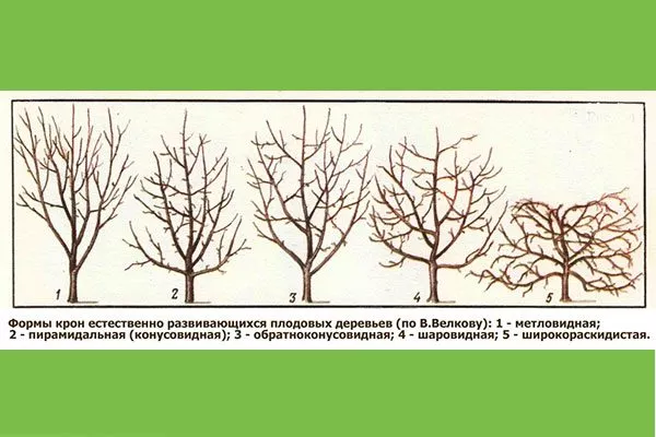 Форма кроны может быть округлой, пирамидальной, раскидистой или колонновидно сорта яблони54
