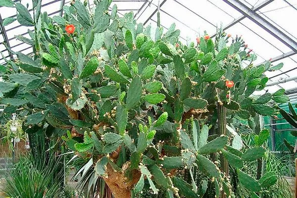 Форма Опунция описание29