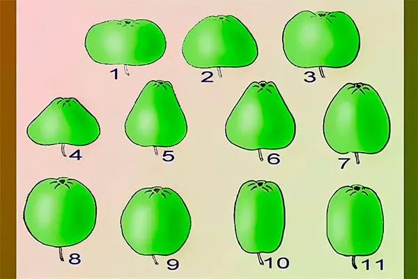 Форма яблок может быть округлой, удлинённой, плоскоокруглой или ребристой сорта яблони55