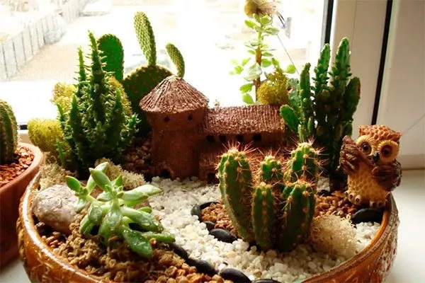 Формирование композиций из нескольких видов в одном контейнере3 Мини кактусы44