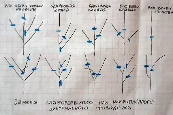 Формирование кроны Ошибки выращивания17