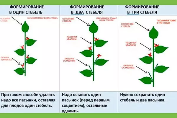 Формирование в один стебель Формировка баклажан21