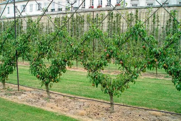 Формирование яблони на шпалере крона яблони40