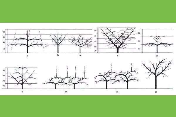 Формирование яблони на шпалере1 крона яблони41