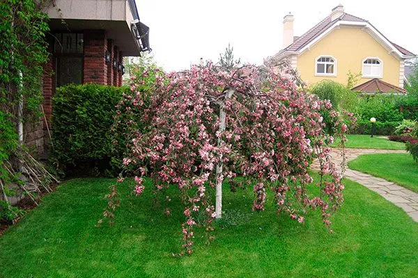 Формирование яблони в плакучей форме1 крона яблони38