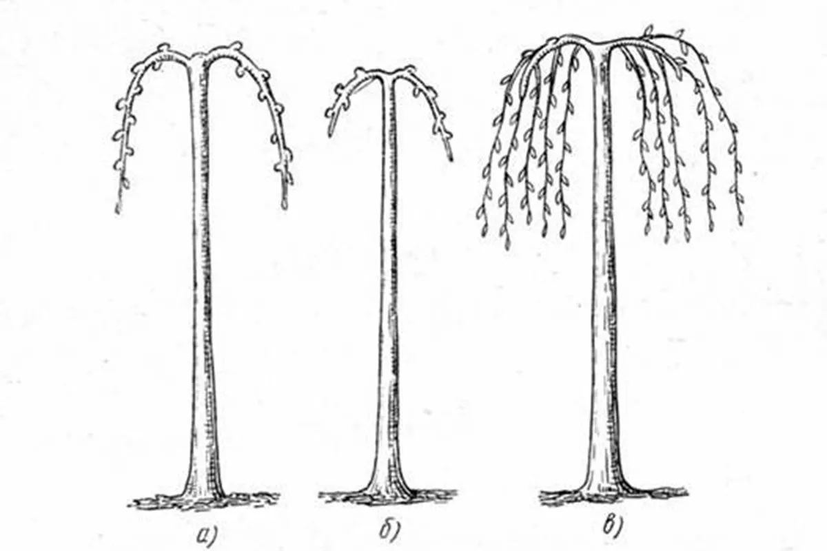 Формирование яблони в плакучей форме3 крона яблони39