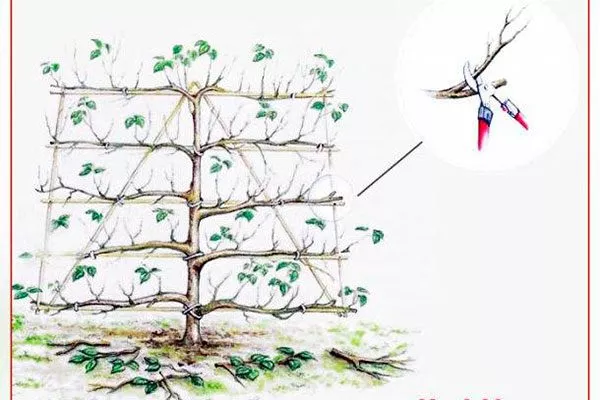 формировка яблонь на шпалерах Яблоня на шпалере26