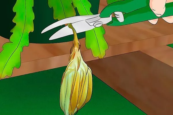 Формирующая обрезка Эпифиллум10