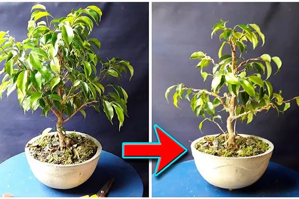 Формовка и обрезка Фикус бенджамина49