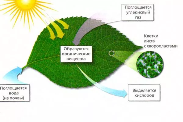 Фотосинтез и роль света в жизни растения освещение для гибискуса22