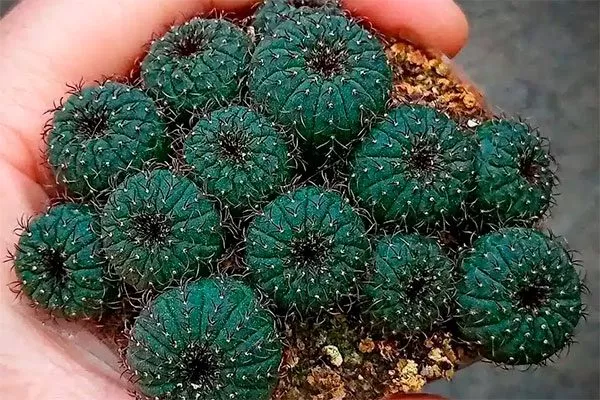 Фрайлея (Frailea) температура влияет на рост кактусов8