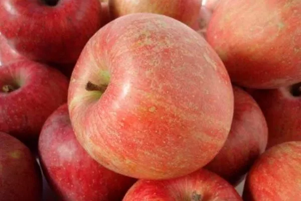 Фудзи сорта яблони57