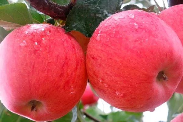 Фудзи (Япония) сорта яблони56