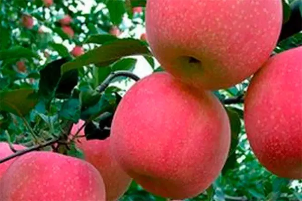 Фудзи3 сорта яблони58