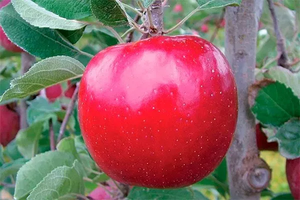 Фудзи4 сорта яблони59