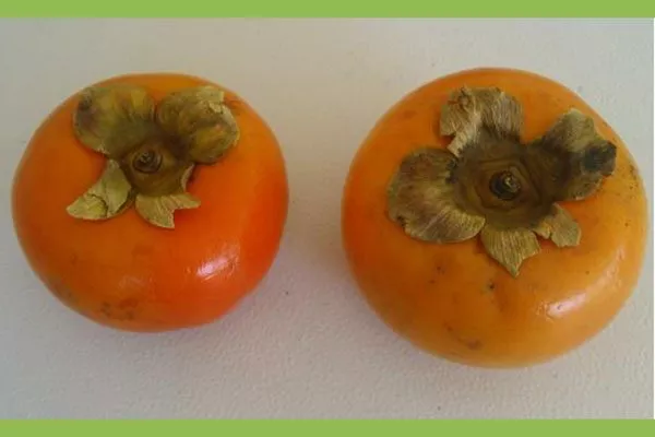 Fuyu (Фую) комнатная хурма3