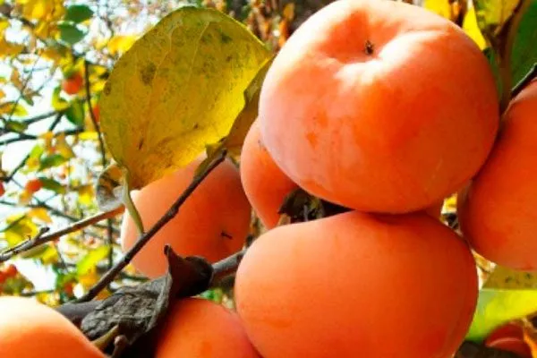 Фуйу Ошибки выращивания18