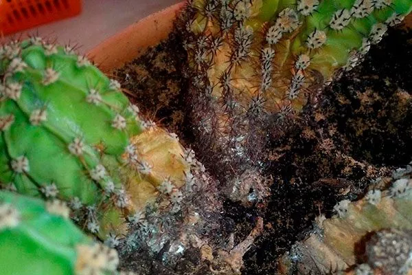 Фузариоз Заболевания кактусов25