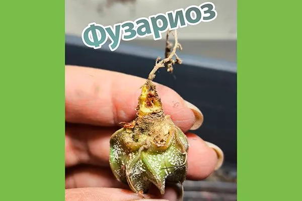 Фузариозом Копьяпоа27