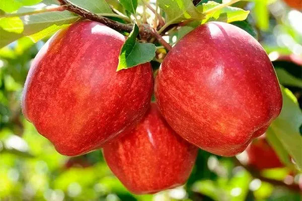 Гала1 сорта яблони20