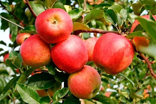 Гала4 сорта яблони21