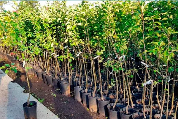 Где купить саженцы яблони Выбор саженца4