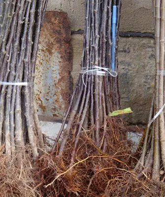 Где взять подвой для прививки Подвой у яблони1