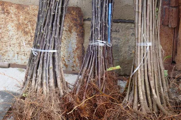 Где взять подвой для прививки Подвой у яблони1