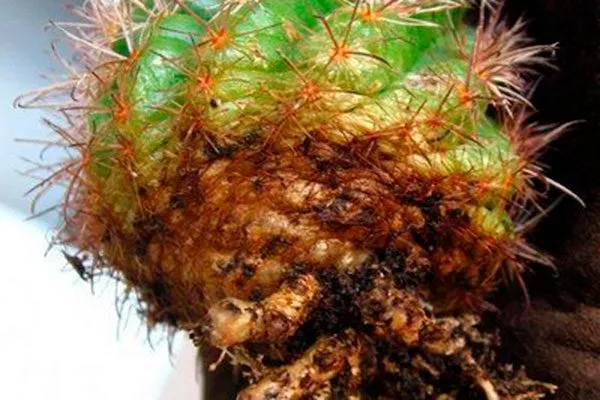 Гельминтоспориоз Заболевания кактусов3