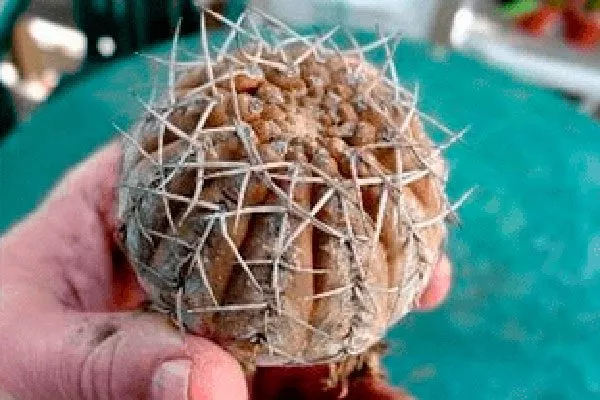 Гельминтоспороз корни кактуса2