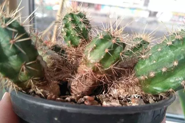 Гельминтоспороз1 корни кактуса3